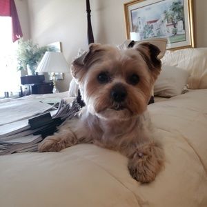 Meet your Posher, Lauren